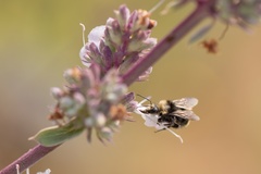 Bombus californicus