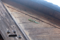 Phelsuma standingi