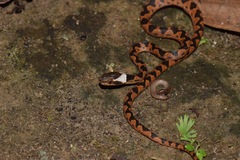 Northern Cat-Eyed Snake photo 3