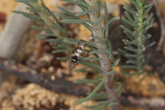 Acraspisa