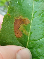 Aulagromyza orbitalis