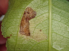 Aulagromyza orbitalis