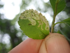 Phytomyza crassiseta