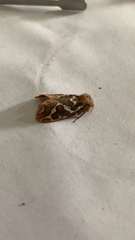 Gazoryctra hyperboreus