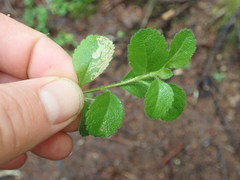 Phytomyza crassiseta