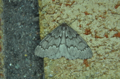 Nepytia pellucidaria