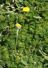 Cotula discolor