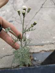 Senecio viravira