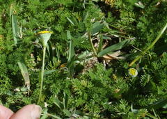 Cotula discolor
