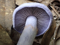 Thaxterogaster occidentalis