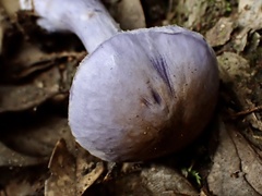 Thaxterogaster occidentalis