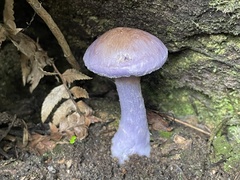 Thaxterogaster occidentalis