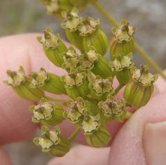 Lichtensteinia trifida trifida