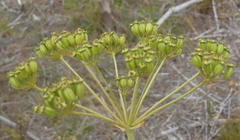Lichtensteinia trifida trifida