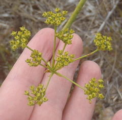 Lichtensteinia trifida trifida