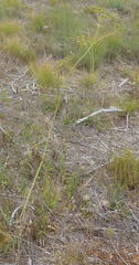 Lichtensteinia trifida trifida