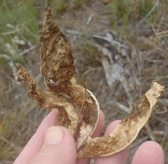 Lichtensteinia trifida trifida