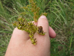 Homaemus aeneifrons