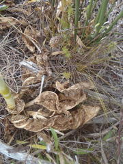 Lichtensteinia trifida trifida