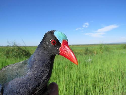 Allen's Gallinule