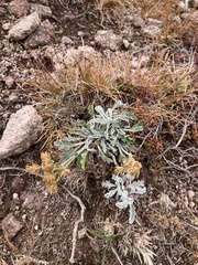 Jacobaea carniolica