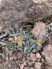 Jacobaea carniolica