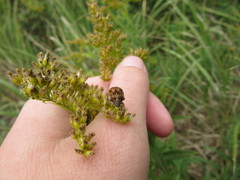 Homaemus aeneifrons