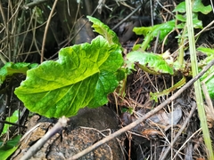 Francoa appendiculata
