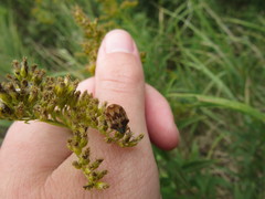 Homaemus aeneifrons