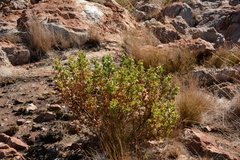 Lopholaena coriifolia