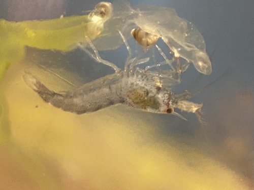 Hooded Shrimp, photo 4 of 10