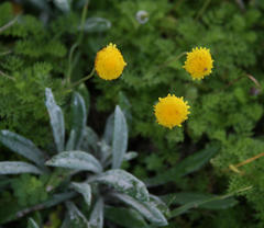 Cotula discolor