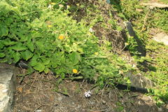 Cotula discolor