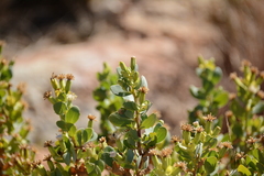 Lopholaena coriifolia