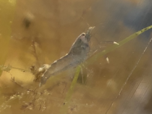 Hooded Shrimp, photo 9 of 10