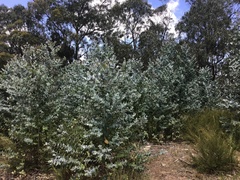 Eucalyptus globulus pseudoglobulus