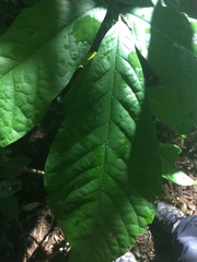 Asimina triloba