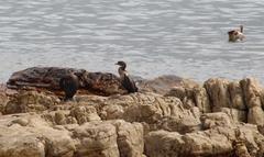 Microcarbo coronatus