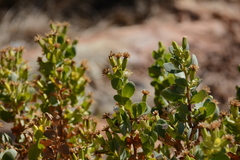 Lopholaena coriifolia