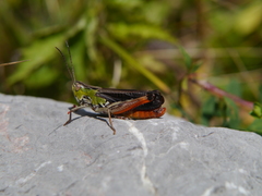 Stenobothrus rubicundulus