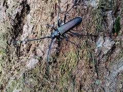 Aromia moschata moschata