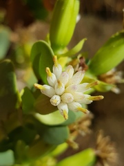 Lopholaena coriifolia
