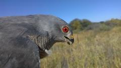 Accipiter badius polyzonoides