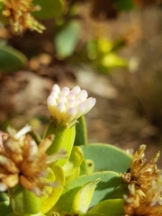 Lopholaena coriifolia