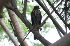 Accipiter virgatus fuscipectus