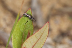 Acraspisa