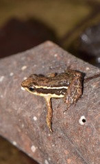 Epipedobates machalilla