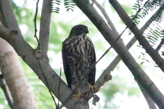 Accipiter virgatus fuscipectus