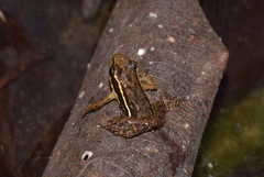 Epipedobates machalilla