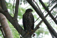 Accipiter virgatus fuscipectus